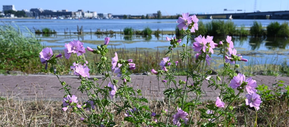 Workshop: Beplanten Drijvend Eiland